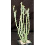 Euphorbia awashensis 5-inch pots