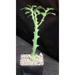 Euphorbia barnhartii 5-inch pots