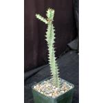 Euphorbia baylissiivar. mozambiquensis 5-inch pots