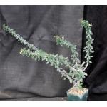 Euphorbia beharensis var. guillemetii 4-inch pots
