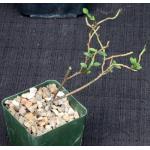 Euphorbia bemarahaensis 4-inch pots