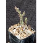 Euphorbia bitataensis (Gilbert 7755) 2-inch pots
