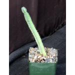 Euphorbia boranensis 4-inch pots