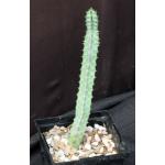 Euphorbia boranensis 5-inch pots
