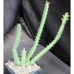 Euphorbia boranensis (spiny form) 5-inch pots
