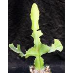 Euphorbia bougheyi 4-inch pots