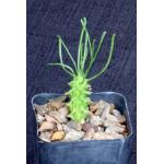 Euphorbia brakdamensis 2-inch pots