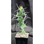 Euphorbia breviarticulata 5-inch pots