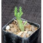 Euphorbia brevirama 2-inch pots