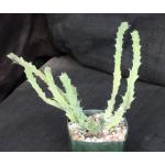 Euphorbia brevitorta 4-inch pots