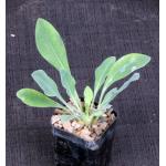 Euphorbia bupleurifolia 2-inch pots