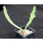 Euphorbia buruana 2-inch pots