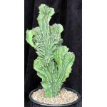 Euphorbia bussei var. kibwezensis (crest) 2-gallon pots