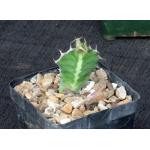 Euphorbia cactus (seedlings) 4-inch pots