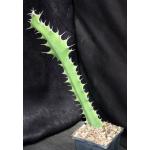 Euphorbia cactus 5-inch pots