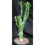 Euphorbia caducifolia 8-inch pots