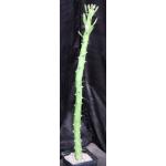 Euphorbia caducifolia one-gallon pots