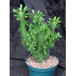 Euphorbia candelabrum (crest) 8-inch pots