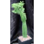 Euphorbia candelabrum (crest) one-gallon pots