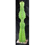 Euphorbia candelabrum one-gallon pots
