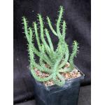 Euphorbia caput-medusae 5-inch pots
