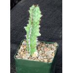 Euphorbia carteriana 4-inch pots