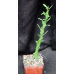 Euphorbia cattimandoo 4-inch pots