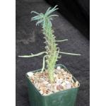 Euphorbia clandestina 4-inch pots
