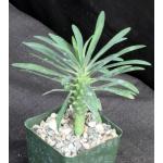 Euphorbia clava 4-inch pots