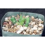 Euphorbia clivicola 5-inch pots
