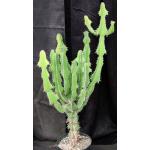 Euphorbia cooperi var. calidicola 8-inch pots