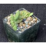 Euphorbia cumulata crest 3-inch pots