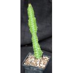 Euphorbia cv ‘Sunrise’ 5-inch pots