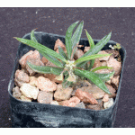 Euphorbia cylindrifolia ssp. tuberifera 2-inch pots