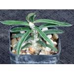 Euphorbia cylindrifolia ssp. tuberifera 2-inch pots