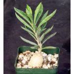 Euphorbia cylindrifolia ssp. tuberifera