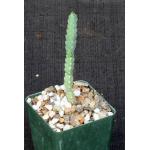 Euphorbia debilispina 4-inch pots