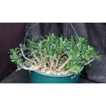 Euphorbia decaryi var. spirosticha 10-inch pots