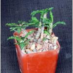 Euphorbia decaryi var. spirosticha 4-inch pots