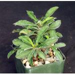 Euphorbia milii x decaryi 4-inch pots