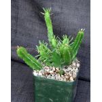 Euphorbia decliviticola 5-inch pots