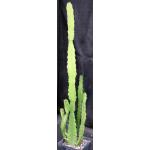 Euphorbia deightonii 5-inch pots