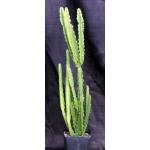 Euphorbia deightonii one-gallon pots
