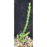 Euphorbia dichroa 3-inch pots