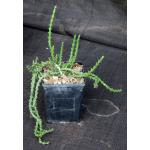 Euphorbia dichroa5-inch pots