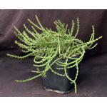 Euphorbia dichroa one-gallon pots