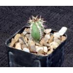 Euphorbia echinus 2-inch pots