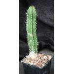 Euphorbia echinus 4-inch pots