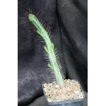 Euphorbia enopla ssp. enopla 5-inch pots