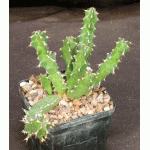 Euphorbia enormis 5-inch pots